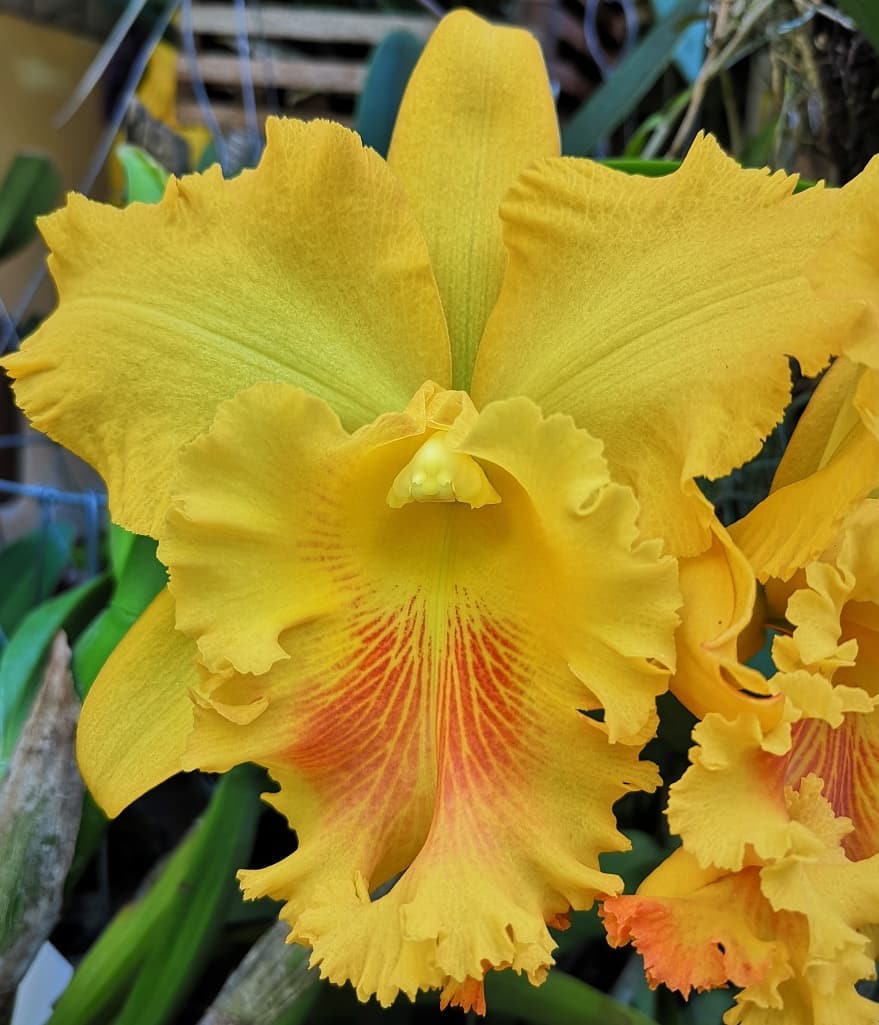 TOP - Rlc. Chief Prince X Rlc. Taiwan Fantasy