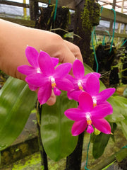 Phalaenopsis Germaine Vincent (Phal. violacea x Phal. tetraspis) Fragrant