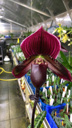 (IN BUDS NOW) Paphiopedilum (Shin-Yi Heart x Hung Sheng Bay) x (Hung Sheng Bruno x Hsinying Web)