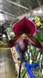 (IN BUDS NOW) Paphiopedilum (Shin-Yi Heart x Hung Sheng Bay) x (Hung Sheng Bruno x Hsinying Web)