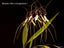 Brassia Memoria Fritz Boedeker X Brown's Sunrise 'Everglades'