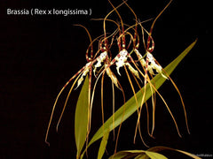 Brassia Memoria Fritz Boedeker X Brown's Sunrise 'Everglades'