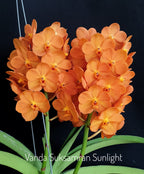 Vanda Suksamran Sunlight (IN FLOWER)