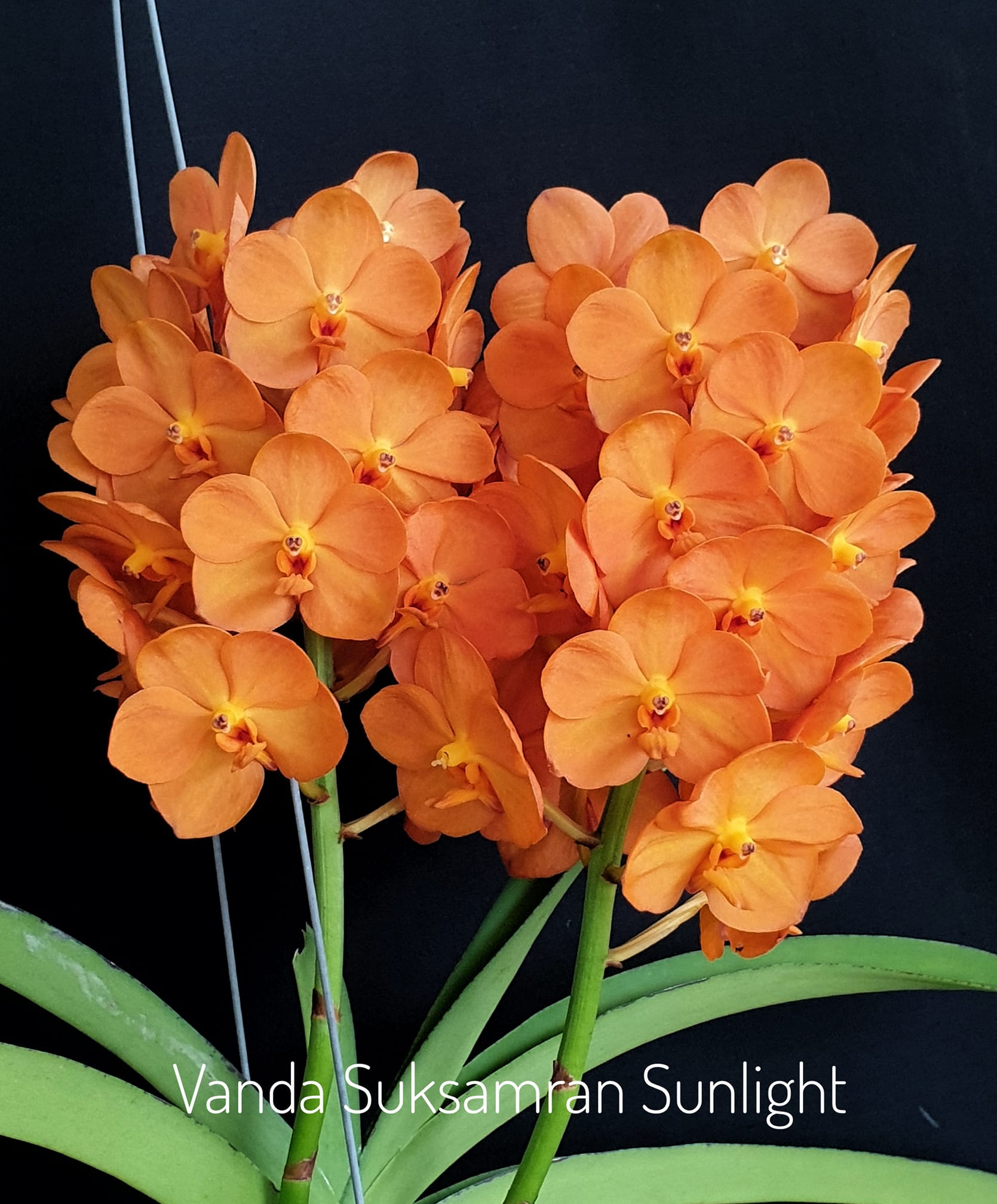 Vanda Suksamran Sunlight (IN FLOWER)