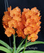 Vanda Suksamran Sunlight (IN FLOWER)