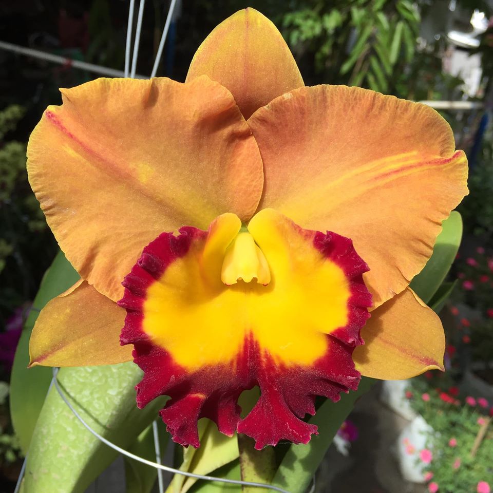 Rlc. Nakornchaisri Delight No. 2 x Rlc. Yingluck Smile (HUGE FS MOUNTED PLANT) Secondary image