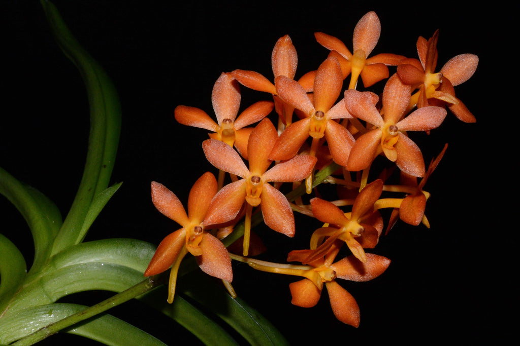 Vanda Falcata X Lion Star ( Fragrant)