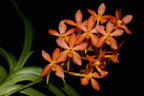 Vanda Falcata X Lion Star ( Fragrant)