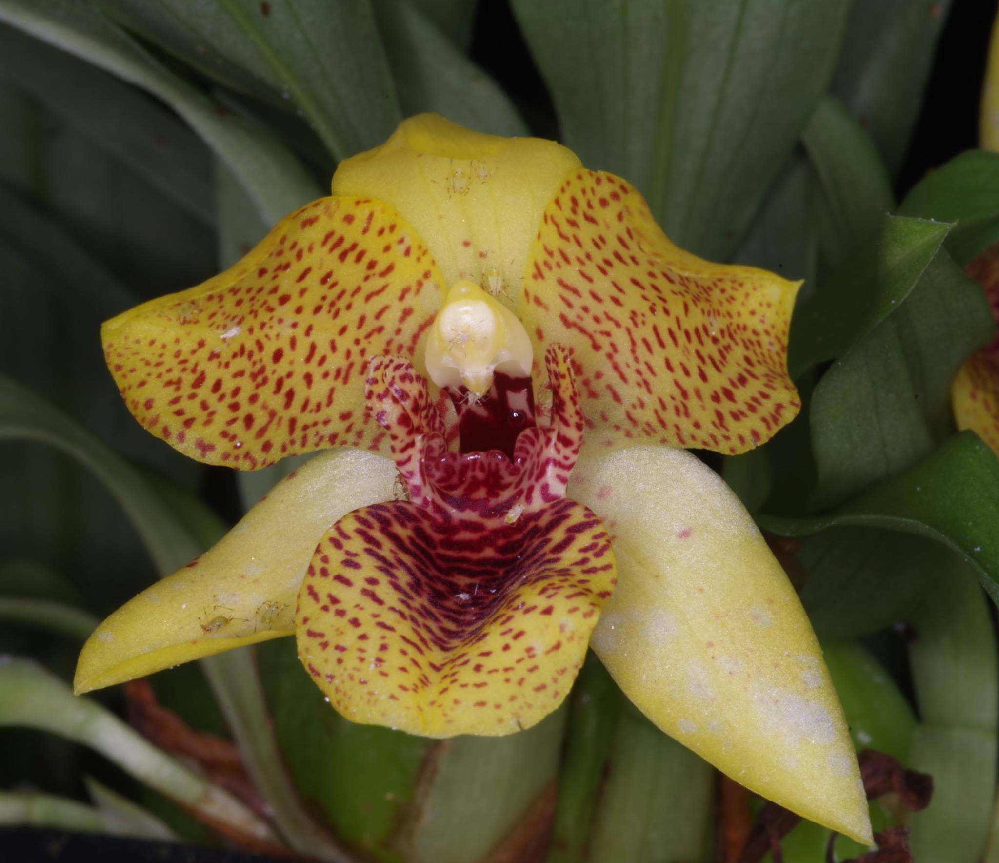 TOP - Promenaea Kiwi Raider Secondary image