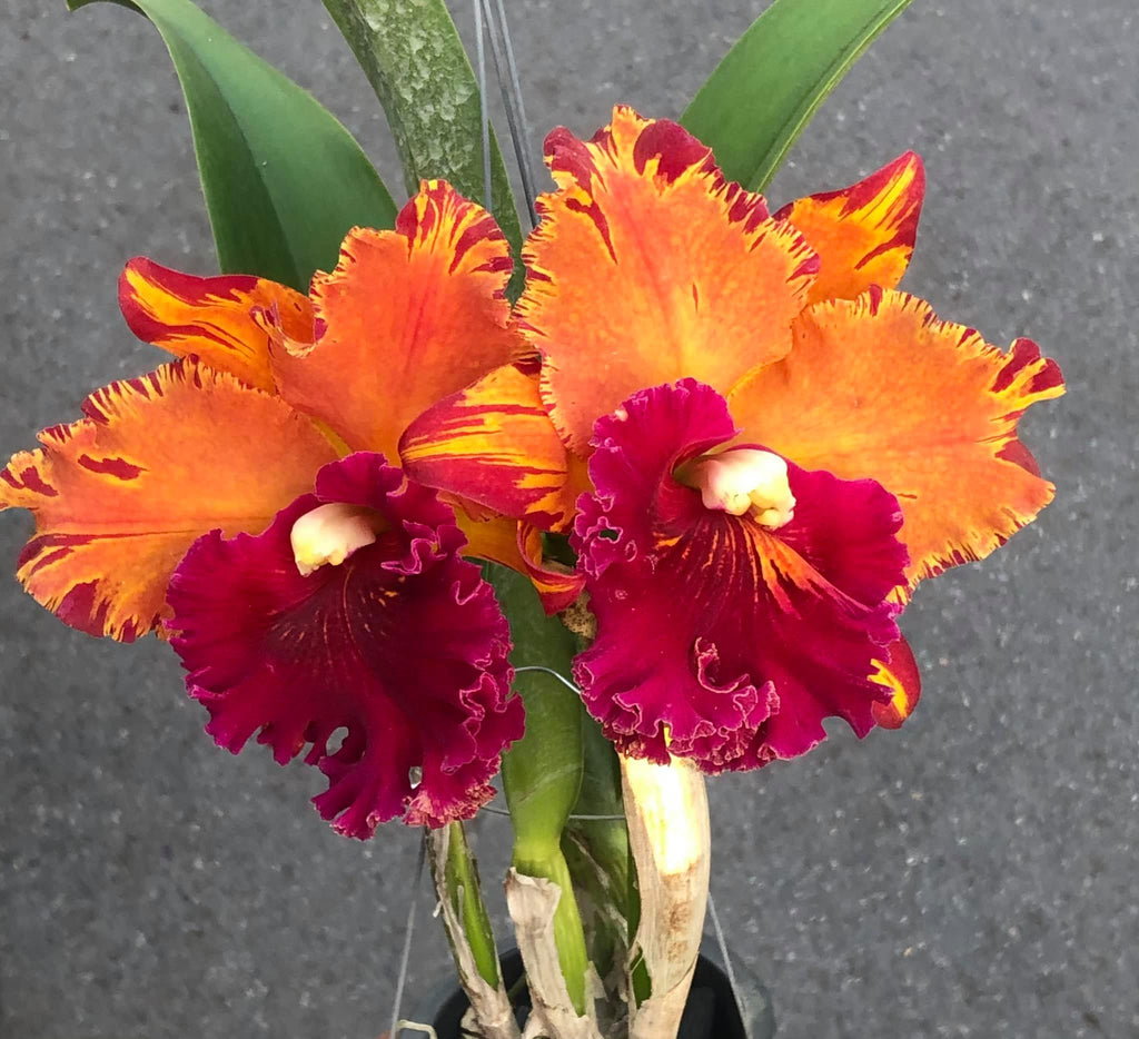 TOP FLASK - Rhycholaeliocattleya Hey Song