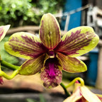 Variegated Dendrobium Burana Emerald (Flowering Size)