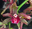 Veronica Clowes Royale X Cym. Death wish Speckled Spectre