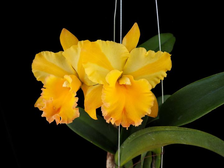 Fragrant Rhyncattleanthe Moon Star Main image