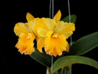 Fragrant Rhyncattleanthe Moon Star