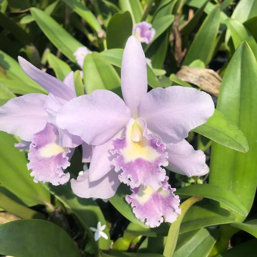 Rth. Hsinying Bluejay 'Blue Taiwan' (Rth. Volcano Blue × Cattleya labiata)
