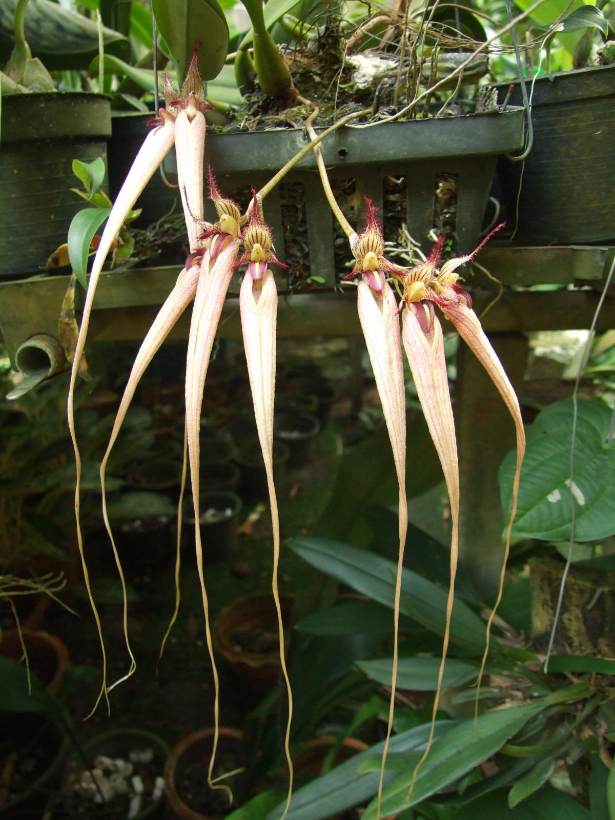Bulbophyllum Fascination Main image