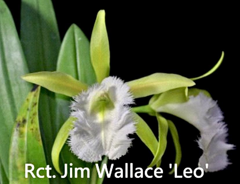 Rct. Jim Wallace 'Leo' x Enc. cordigera v. alba