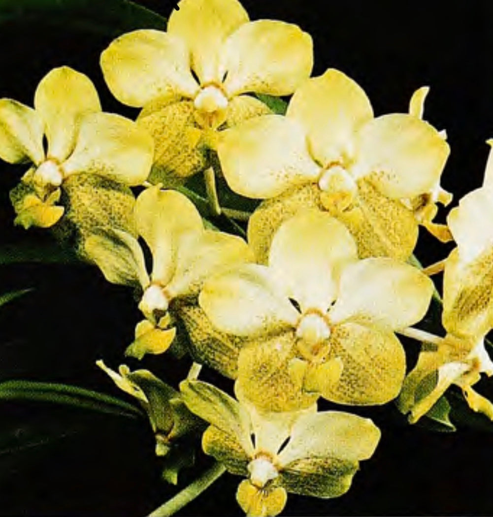 Vanda Sanderiana X Thananchai X Somsri Gold