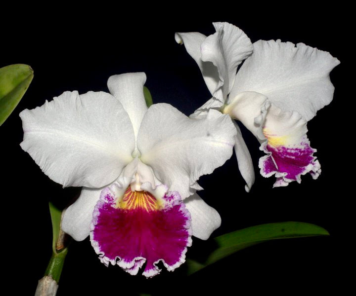 Lc. Shellie Compton 'Touch of Class' (Flowering Size)