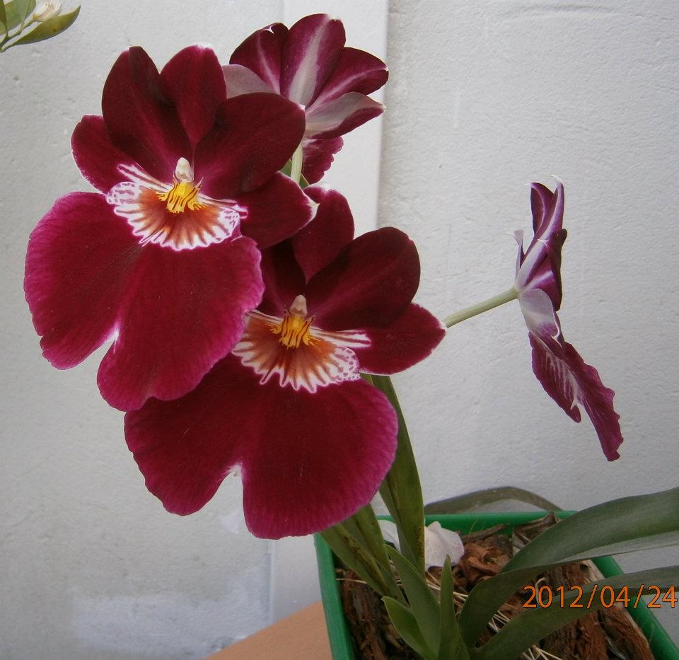 Miltoniopsis 'Red Tide' (Pansy Orchid)