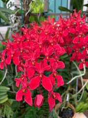 Phalaenopsis Schilleriana x Renanthera Kalsom (Beautiful hybrid)