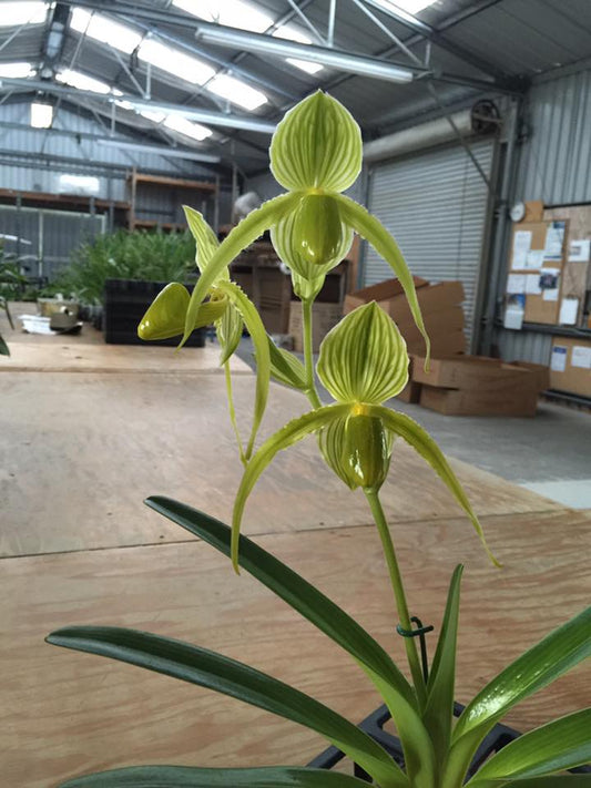 Paph. dianthum fma. album x saintswithin fma. album (Multifloral Slipper Orchid)