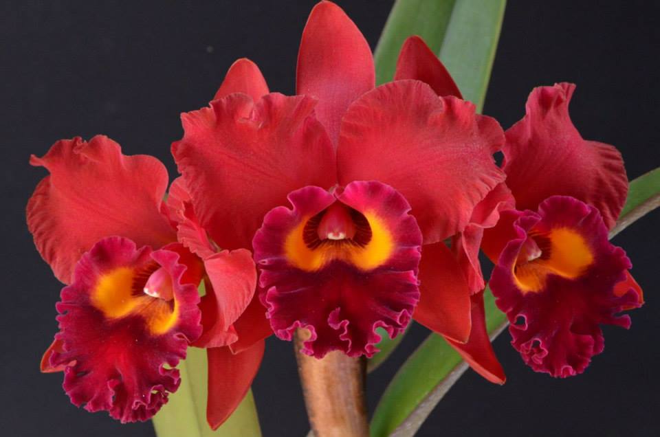 Cattleya Red Crab 'Kuan Miao'