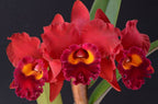 Cattleya Red Crab 'Kuan Miao'