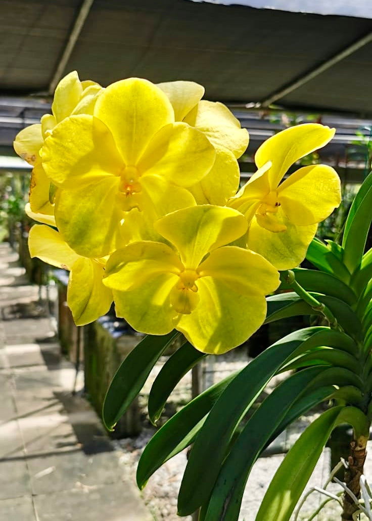 Vanda Kultana Gold X Suksamran Gold (BLOOMING SIZE) Secondary image