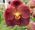 V. Duang Kaew x Vandachostylus Thailand Blue