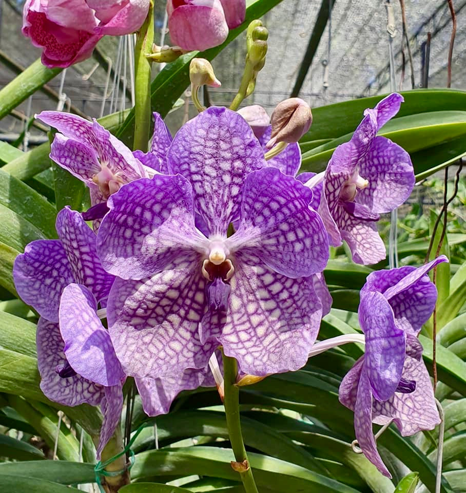 Vanda Wirat x Dr. Anek ( FLOWERING - IN SPIKE!)