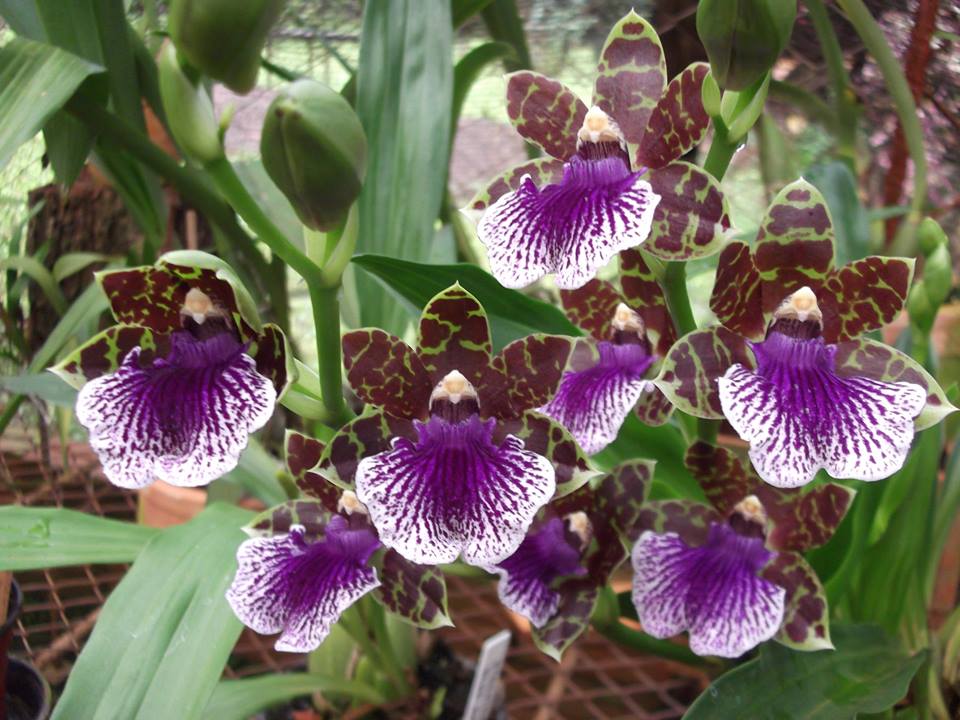 Zygopetalu Pimpala X Adelaide Meadows X Titanic