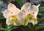 Vanda Tubtim Velvet (V. Jenny Donald × Kultana Gold) FLOWERING SIZE