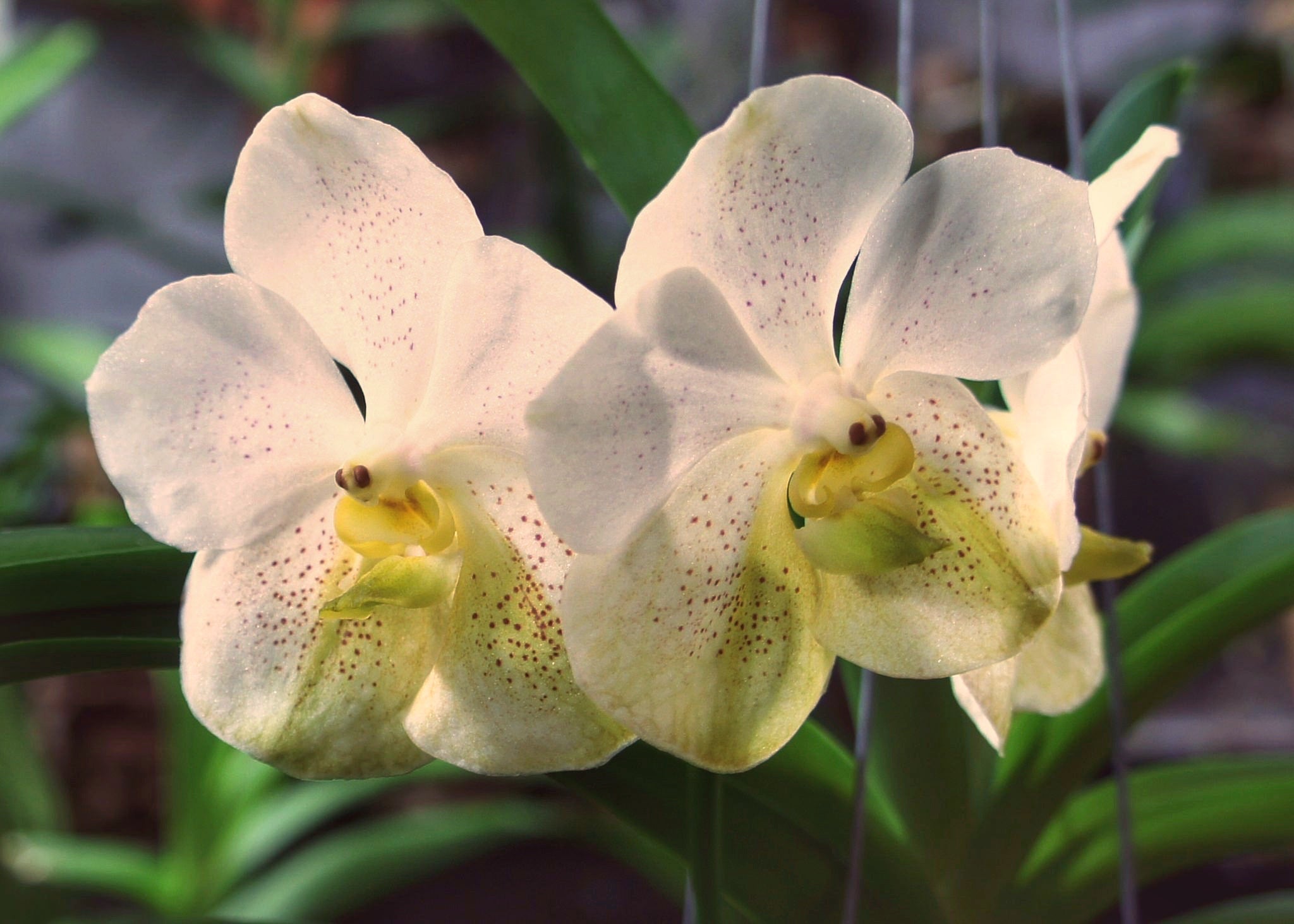 Vanda Tubtim Velvet (V. Jenny Donald × Kultana Gold) FLOWERING SIZE