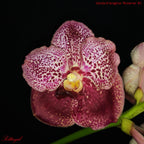 Vanda Kriengchai Brownie (FLOWERING SIZE)