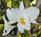 Den. Judith Nakayama (Den. Dawn Maree × Den. Formidible)