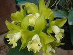 Blc. Hawaiian Passion 'Carmela' x Catt. Guttata (4N) (Very Fragrant)