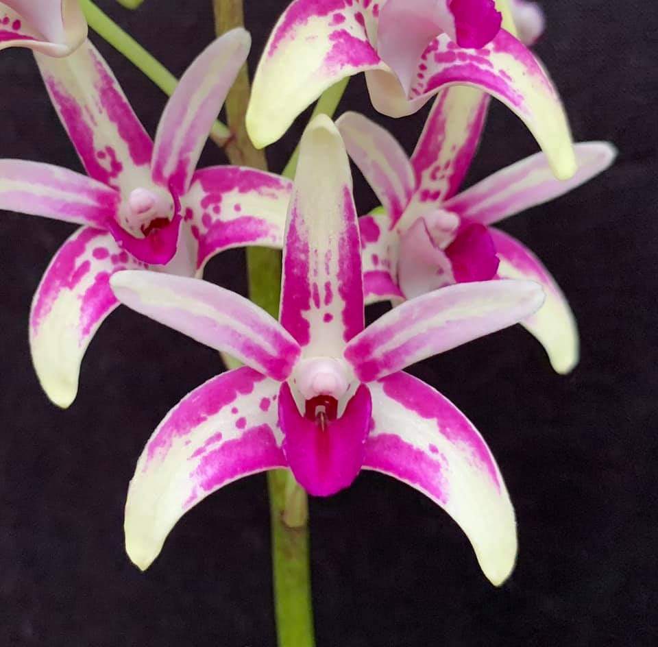 Dendrobium Benizuru Treasure Main image