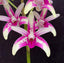 Dendrobium Benizuru Treasure