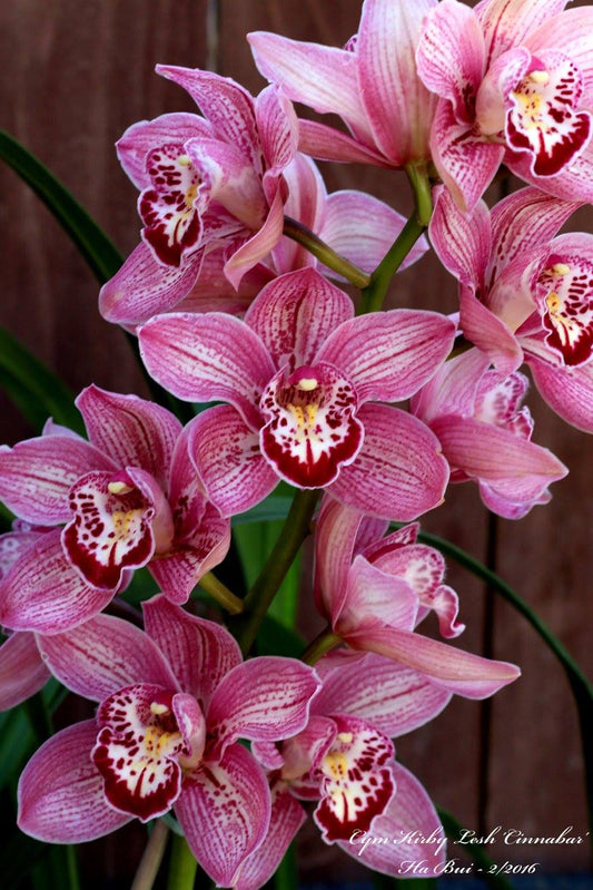 Cymbidium Mem. Joan 'Bryant Keen' x Cym. Kirby Lesh 'You Beaut'