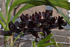 Monnierara Millennium Magic 'Witchcraft' - Black Orchid