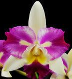 C. Mari Magic 'Red Snow'