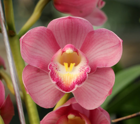 Cymbidium Mem. Joan 'Bryant Keen' x Cym. Kirby Lesh 'You Beaut'