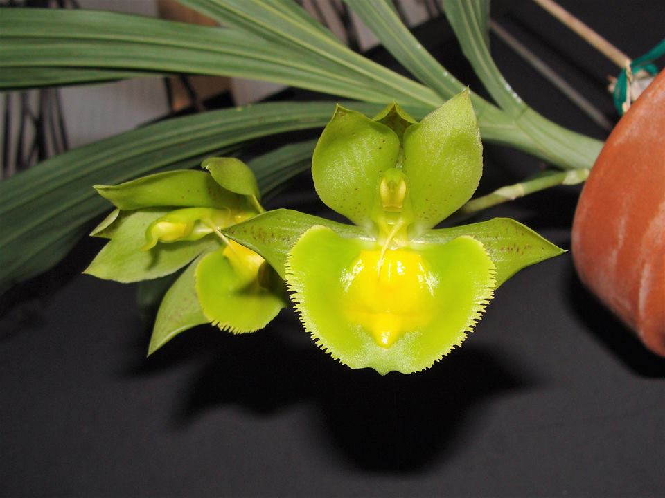 (In Spikes Now) Catasetum Portagee Star 'BLS' HCC/AOS X Ctsm. Chuck Taylor 'SVO'