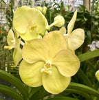Vanda Sanderiana x Somsri Gold