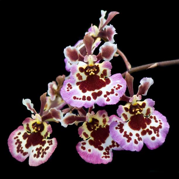 Tolumnia Jairak rainbow 'Pink Crystal'.