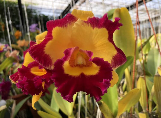Blc. Village Chief Rose (Very Fragrant)