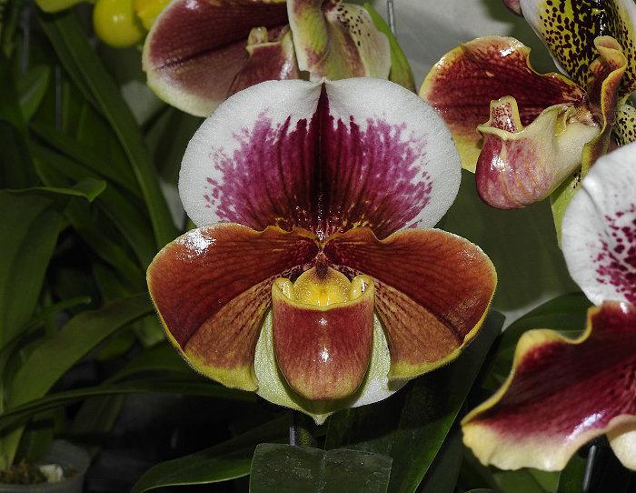 Paph. Cocoa Burhill x Spicerianum
