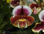 Paph. Cocoa Burhill x Spicerianum