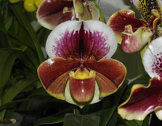 Paph. Cocoa Burhill x Spicerianum
